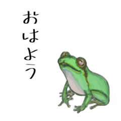 [LINEスタンプ] 使おうカエルの定型文