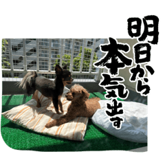 [LINEスタンプ] ドジっ子みーちゃん