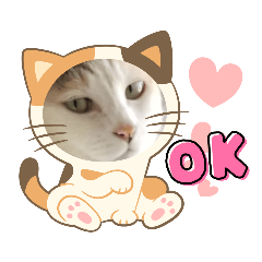 [LINEスタンプ] 保護猫のほっこりスタンプ
