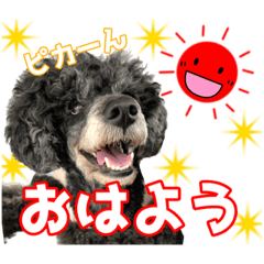 [LINEスタンプ] 【トイプードル】しょこらのスタンプ♡