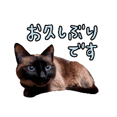 [LINEスタンプ] 【日本ネコスク】ご挨拶