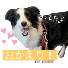 [LINEスタンプ] ボーダーコリーのLUCY 日常スタンプ