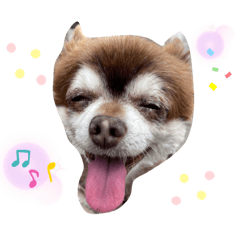 [LINEスタンプ] こてつの日常スタンプ。（よく使う用）