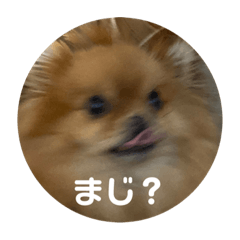 [LINEスタンプ] 世界一かわいいポメラニアン①の画像（メイン）
