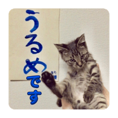 [LINEスタンプ] うるめです