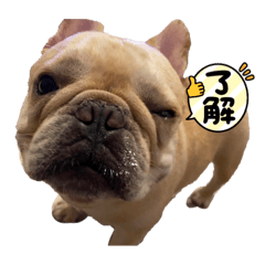 [LINEスタンプ] おんわかレオンさん