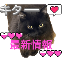 [LINEスタンプ] 黒猫 ルナ院長105にゃんめ