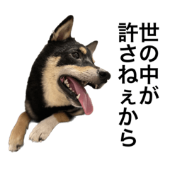 [LINEスタンプ] BREAKING WAON（柴犬）〜バン仲村Ver.〜
