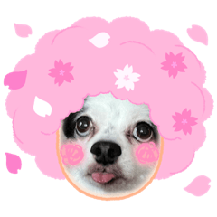 [LINEスタンプ] チワワと家族連絡用②