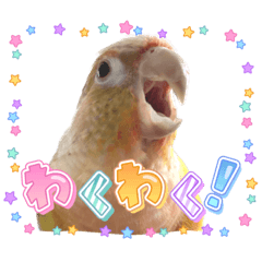 [LINEスタンプ] ウロコインコのうり＆える