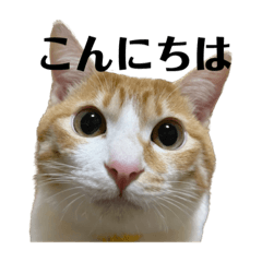 [LINEスタンプ] 白桃猫猫6