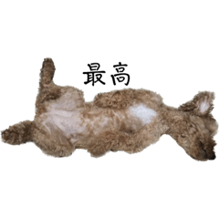 [LINEスタンプ] 犬じゃないよ、人間だよ。