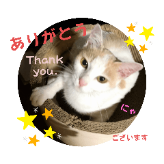 [LINEスタンプ] cutecatしぃちゃん