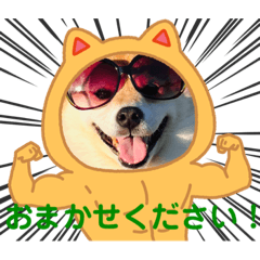 [LINEスタンプ] 柴犬ハナ(✿・ω・)