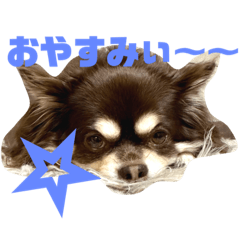 [LINEスタンプ] チョコタンチワワの、ソラとリズ♪
