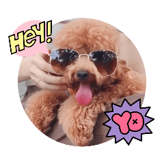 [LINEスタンプ] プードル_ハッニー