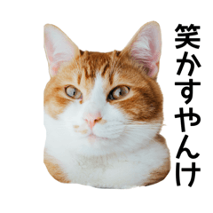 [LINEスタンプ] 世界のむぎまる〜茶トラ男子部〜