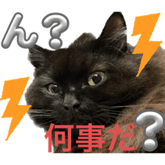 [LINEスタンプ] 黒猫 ルナ院長106にゃんめ