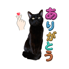 [LINEスタンプ] うちの黒猫の福ちゃん(カラフル文字)