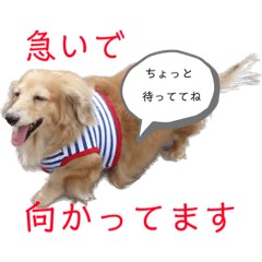 [LINEスタンプ] ココちゃんの日常 パート1