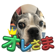 [LINEスタンプ] 櫻井さんちのイヌ
