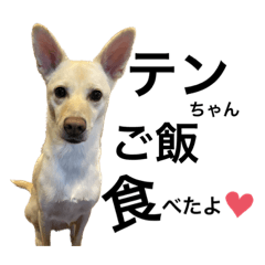 [LINEスタンプ] 愛犬 テンちゃん