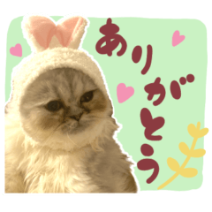 [LINEスタンプ] 子猫のちゃま