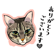 [LINEスタンプ] かわいいキジトラLINEスタンプ