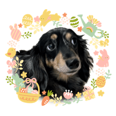 [LINEスタンプ] ダックス♪めいちゃん