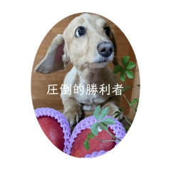 [LINEスタンプ] 圧倒的勝利者達
