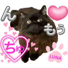 [LINEスタンプ] 黒猫 ルナ院長107にゃんめ