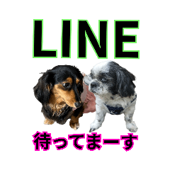 [LINEスタンプ] 遠距離のお友達（シーズー＆ダックス）