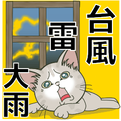 [LINEスタンプ] 【台風•大雨•雷】仔猫のぽんにゃん