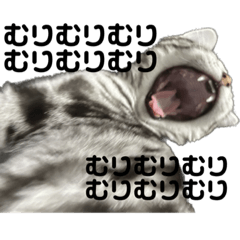 [LINEスタンプ] とみやすほたてくん