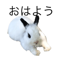 [LINEスタンプ] dodo sticker334 うさぎの画像（メイン）