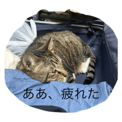 [LINEスタンプ] 大好きベジ