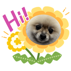 [LINEスタンプ] ポメラニアンのぽぽたん②