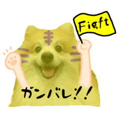 [LINEスタンプ] ポメラニアンの虎党応援スタンプ
