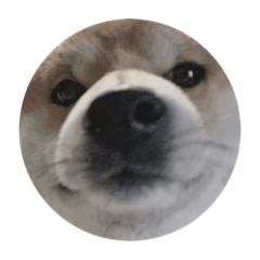 [LINEスタンプ] 普段使いできる犬字幕