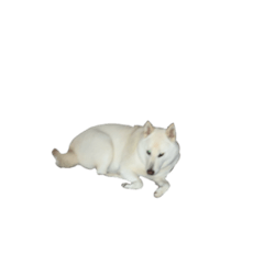 [LINEスタンプ] 犬  実写