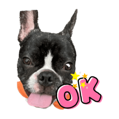 [LINEスタンプ] フレンチブルドッグ てっちゃん 1の画像（メイン）
