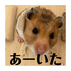 [LINEスタンプ] ハムスターあ行