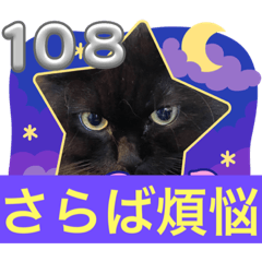 [LINEスタンプ] 黒猫 ルナ院長108にゃんめ