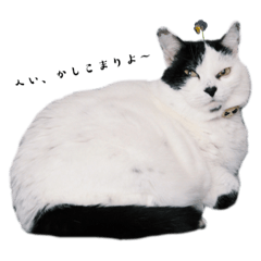 [LINEスタンプ] ごま塩ネコのコナツ