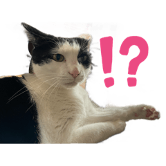 [LINEスタンプ] ペイさんのスタンプの画像（メイン）