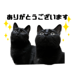 [LINEスタンプ] クロ・トラ・ティティ・ポコ①