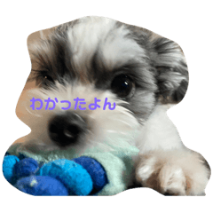[LINEスタンプ] ワンワン、ワンワワワン、ワァァアン