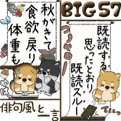 [LINEスタンプ] 【Big】柴犬.ちゃちゃ丸57『俳句風と一言』