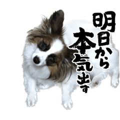 [LINEスタンプ] パピヨン犬 ごあいさつスタンプ