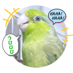 [LINEスタンプ] マメルリハ達11